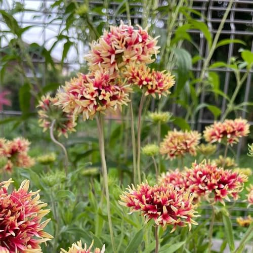 Semillas de escarapela, semillas de Gaillardia, Gaillardia pulchella pradera 100pcs