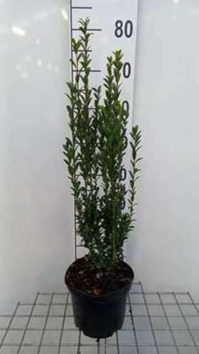 Ilex cren. 'Fastigiata' - Houx Crénelé 40-60 cm en pot