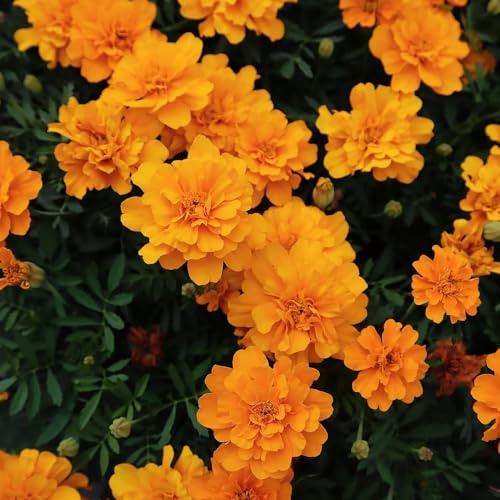 Semi di tagete biologici, regali per gli amanti del giardino Tagete patula, resistenti, 50pcs