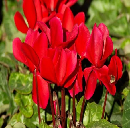 100 graines de fleurs de cyclamen