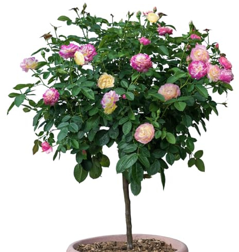 SPRING HILL NURSERIES - Life of The Party 24 Tree Rose Dormant Bare Root Tree Form Rose (1-Pack)