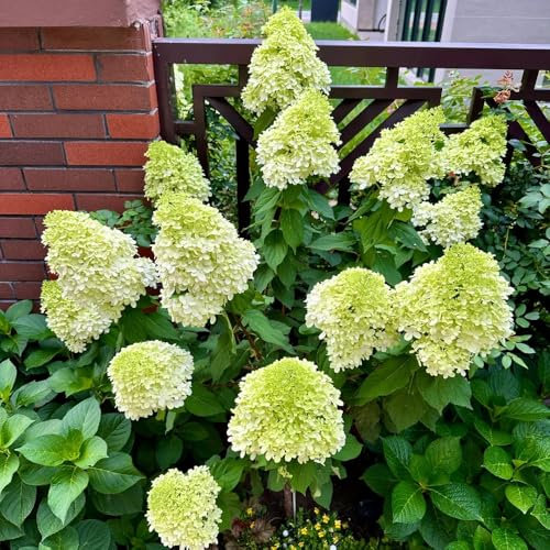 120 pcs Rispenhortensie Samen - Hydrangea Paniculata, samen winterharte stauden mehrjährig Rispenhortensie Winterhart Samen, gartenblumen wiesenblumen samen blumen winterharte pflanzen