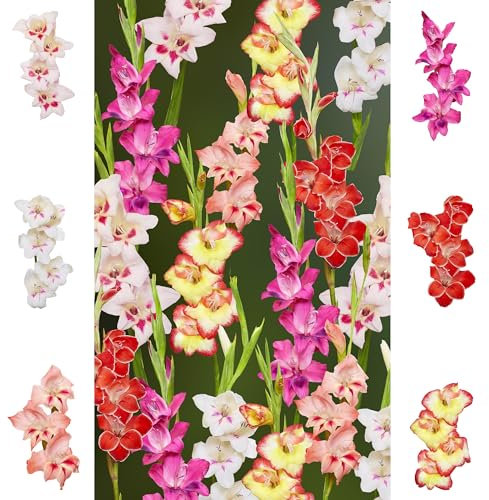 The Bulb Farmers - 100 x Gladiolen Paket - 'Rainbow' Collection - Blumenzwiebeln direkt vom Züchter - Sommerblüher - Optimale Zwiebelgröße für den Garten