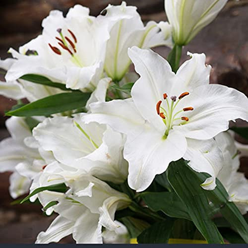 Lot de 6 bulbes de lys orientaux Blanc