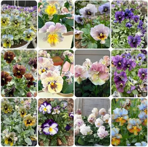 stiefmütterchen samen garten pflanzen blumendeko bienen wiese balkonpflanzen winterhart wildblumenwiese saatgut mehrjährig stiefmütterchen pflanzen gartenblumen mehrjährig winterhart 500pcs