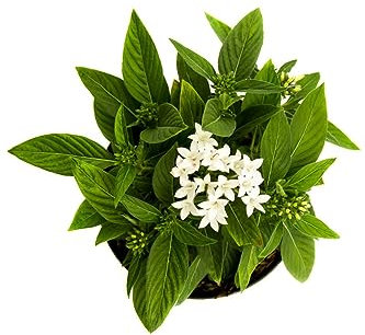Flor de los Enamorados- Pentas Lanceolata - Planta Rastrera que Creará un Tapiz Floral Natural