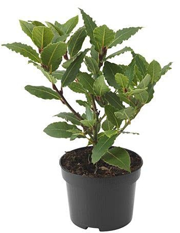 Mini Laurel PREMIUM Planta Natural de Hojas Aromáticas para Cocinar