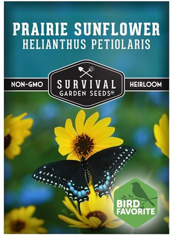 Native Prairie Sunflower Seeds (Helianthus petiolaris) - 1 Pack