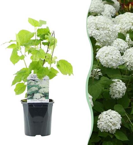 Hydrangea Plume - Hydrangea arborescens Annabelle - Flower White - 1 Plant - Deciduous - Large Flowers - 40-50cm - Ø18cm - Plante de jardin