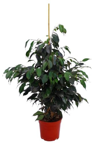 Ficus Benjamina Natural Magnífico Árbol de Interior Altura de 100cm con Maceta de 17cm