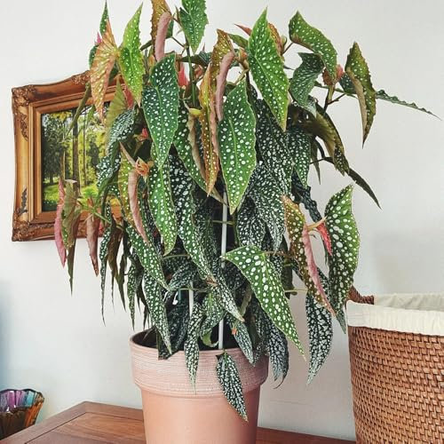 Forellenbegonie Pflanze Samen - samen alte sorten Begonia maculata, balkonpflanzen winterhart mehrjährig winterfeste pflanzen für balkon zimmer pflanze bonsai samen winterharte 250pcs