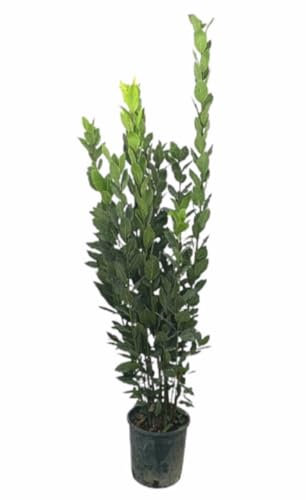 Planta natural Laurel Laurus Nobilis, 120 130 cm. Arbusto perenne con hojas aromáticas, ideal para exterior. Segura Garden.