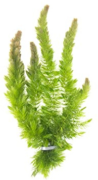 Aquatic Arts Hornwort Live Aquarium Plants (2), Hornwort Ceratophyllum Aquatic Plants, Hornwort Coontail Aquarium Plant Live, Floating Pond Plants Live Hornwort Bundle, Fish Tank Hornwort Live Plants