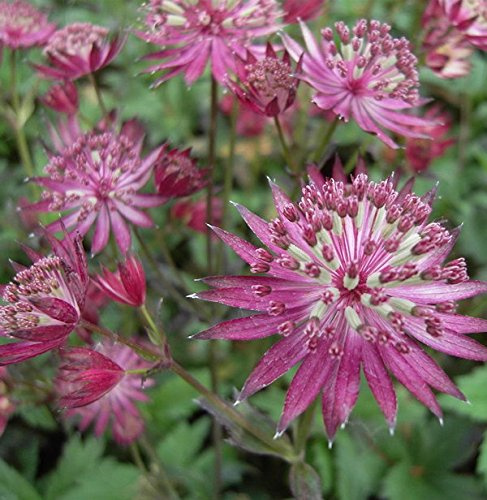 Sterndolde Venice - Astrantia major - lebende Gartenpflanze aus den Baumschulen