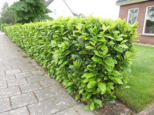 10 x Prunus laurocerasus 'Novita' (Gehölz/Heckenpflanze/Winterhart/Mehrjährig/Immergrün) Kirschlorbeer - Robust, pflegeleicht und immer ein Blickfang - von Stauden Gänge