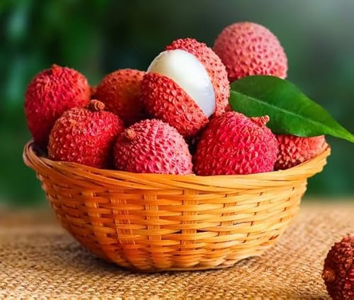 Nouveau frais 100pcs graines de fruits Litchi