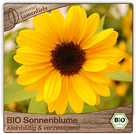 Samenliebe BIO Sonnenblumen Samen kleinblütig & verzweigend Bienenweide 80 Samen samenfestes Blumen Saatgut für Gewächshaus Freiland und Balkon BIO Blumensamen