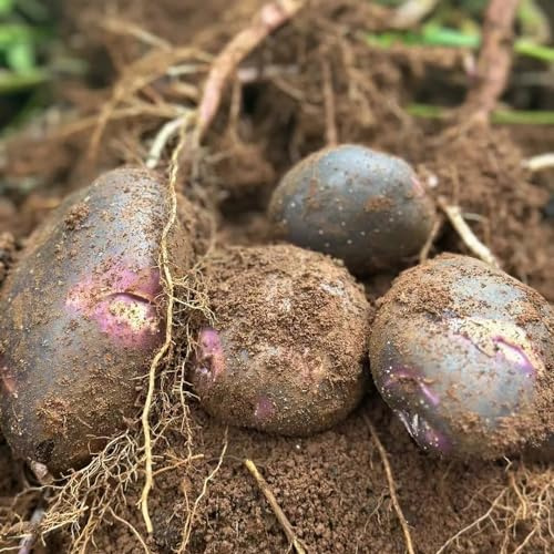 200 pz Semi di patate da piantare Piante resistenti per il giardino, semi e piante di ortaggi Semi di patate biologiche semi di erbe da giardino, piante d'appartamento esotiche giardino