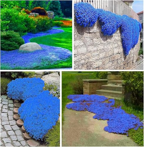 Plus de 20 000 thym rampant bleu – Couvre-sol Mehrj?hrier, respectueux des abeilles et facile à cultiver, idéal pour les terrasses en pierre et les allées