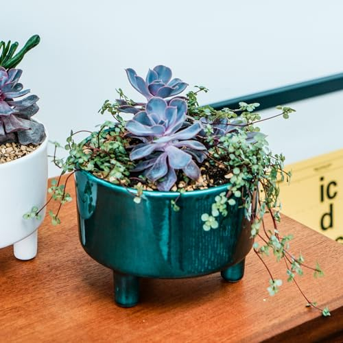 Ivyline Pisa Premium Glaze Bowl Ceramic Planter on Legs - Emerald - Premium Quality, UV Stable & Waterproof Indoor Decorative Flower Pot - H14cmxD19cm