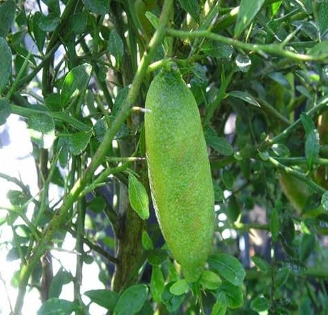 100 graines de citron caviar