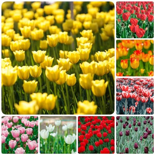 22 pcs tulpenzwiebeln balkon - balkonpflanzen winterhart Hydrokultur tulpen zwiebeln,tulpenzwiebel,Tulipa gesneriana, plants winterharte balkonpflanzen frühblüher zwiebeln zwiebeln