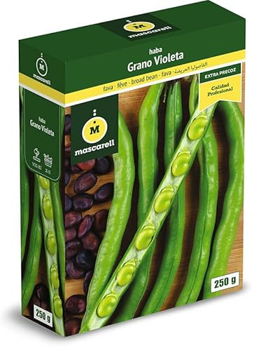 Mascarell Semillas, HABA EXTRA PRECOZ DE GRANO VIOLETA, Semillas Leguminosas, Fácil de Cultivar en Casa, 250 G.
