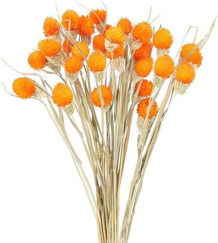 Minnhua 30PCS Fiori Secchi Decorativi Arancione Mazzo Fiori Secchi Naturali di Craspedia Secchi Billy Button Palle per Matrimonio Casa Decorazione Floreale Decorare Oggetti Di Scena Vaso Arancione