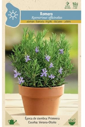 Planta Aromática Mediterránea para Cocina Tradicional | Semillas de Romero DECOALIVE para Jardín o Terraza