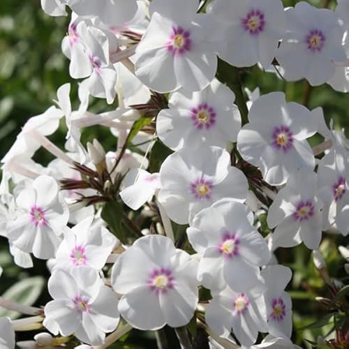 6 x Phlox Maculata 'Omega' - Perenni Vaso 9cm x 9cm