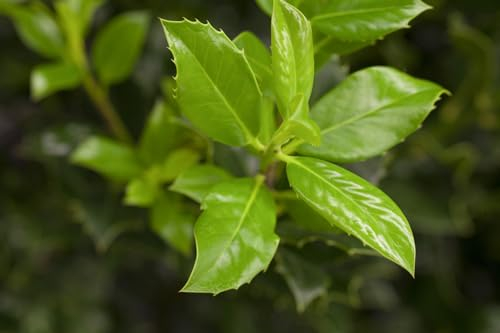 Ilex aquifolium 'J.C.van Tol' 80-100 cm - Stechpalme, immergrün, rote Beeren, ideal als Heckenpflanze, pflegeleicht und winterhart