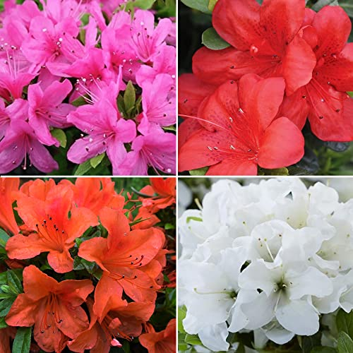 GardenersDream 4 x Mixed Azalea Plants in Pots - Colourful Garden Ready Outdoor Plants - Low Maintenance Spring Evergreen Flowering Shrubs for Gardens, Borders, and Containers (20-40cm incl. 9cm Pot)