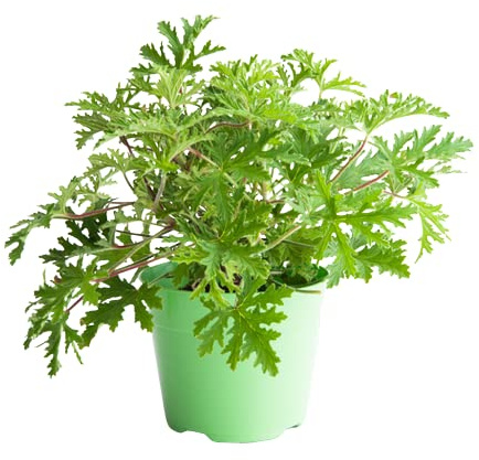 Geranio Citronela La Planta Natural para Proteger tu Hogar de los Mosquitos