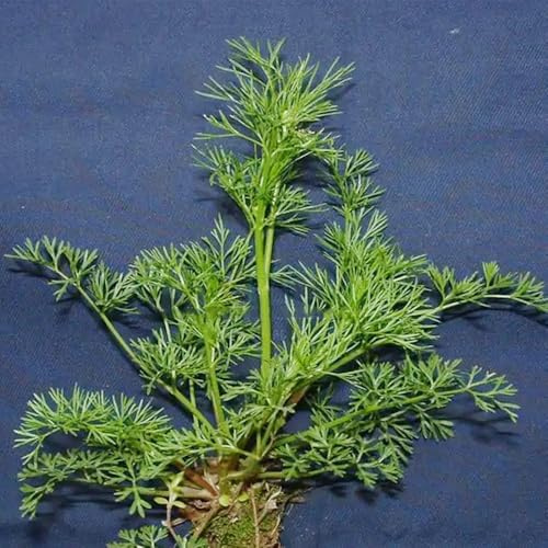 semi di cerfoglio Coltivare invernali cerfoglio serra balcone cucina aromatiche invernali, aromatiche giardino di tappezzanti balcone varietà 250semi