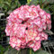 Saterkali Semillas de Hortensia, 50 Unids Semillas de Hortensia Naturales Raras Pequeñas Bolas de Nieve Enormes Semillas de Flores Esféricas para Jardín Rosado Hortensia