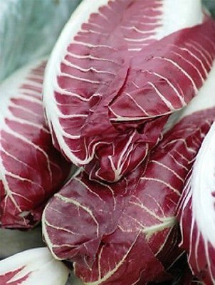 Seeds 50 Semi Radicchio Rouge De Verona Garden Seed