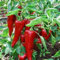 PEPERONE CRUSCO | SEMI | 20 SEMI | E TIPIC | FAI DA TE | GIARDINO