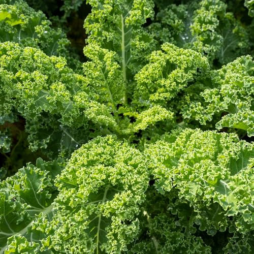 Curly Kale Westland Autumn Seeds – Hardy & High-Yield – Easy to Grow – Fresh Tasty Vegetables – for Your Kitchen Garden