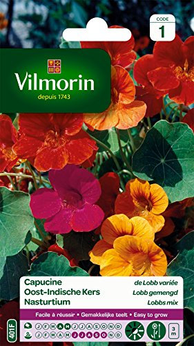 Vilmorin 5185441 Capucine de lobb variée, Multicolore, 90 x 2 x 160 cm
