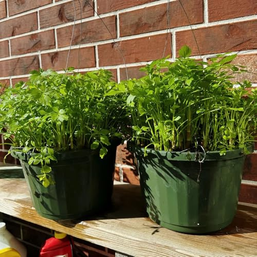 crescione, semi di crescione d'appartamento rare invernali, aromatiche semi di biologici, resistenti all'inverno varietà tradizionali 500semi
