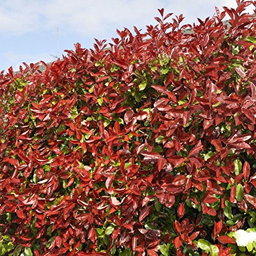 Photinia fraseri 'Red Robin' Arbuste - Haie de confidentialité persistante, Plante de jardin à croissance rapide, Arbuste extérieur à feuilles rouges robuste pour écran