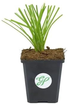 Planta de Ajo Morisco Natural la Joya de las Hierbas Aromáticas en Tu Jardín