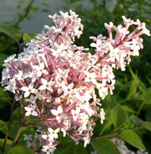 Zwerg Flieder Duftflieder Syringa microphylla Superba 30-40 cm Langzeitblüher winterhart Freilandaufzucht