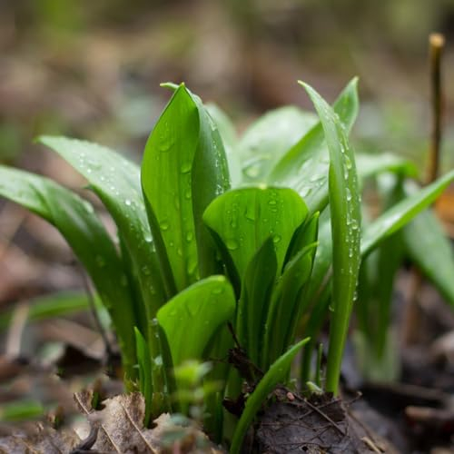 400 Pcs Bärlauch Samen Mehrjährig Winterhart - Allium Ursinum - Kräutergarten Geschenk, Küchenkräuter Bärlauch Kräuter Samen, Kräutergarten Küche, Gemüse Pflanzen Hochbeet Samen, Kräutergarten