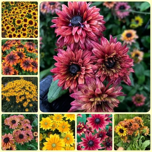 Semi di echinacea, Rudbeckia laciniata, semi di campo perenni da balcone resistenti decorazione 200pcs