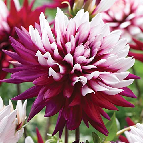schone 1 x Dahlia Decorative - Adds Colour to Your Landscape – Summer Flowering Bulb – Perennials – for Your Beautiful Garden (1 x Dahlia Decorative Rebecca's World), Red,White