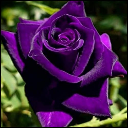 Rosa Híbrida/Rosa/Rizoma/Resistente al Frío/Decorativa/Jardín/En Maceta/Fácil de Cuidar-1 Rizoma-F