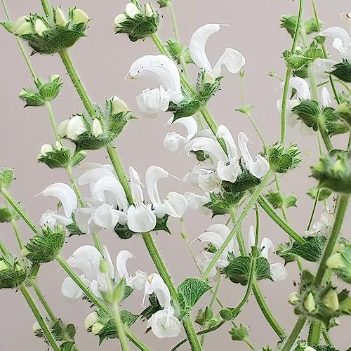 semi di salvia, rampicanti, in vaso, recisi, rialzata da giardino da cucina balcone in serra 750pcs