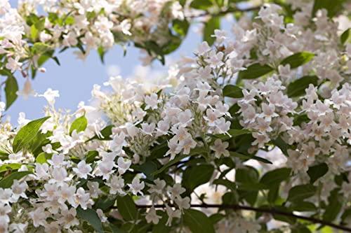 Kolkwitzia amabilis 60-100 cm - Kolkwitzie, rosa Blüten, Blütezeit Mai-Juni, ideal für Hecken, bienenfreundlich, pflegeleicht und winterhart