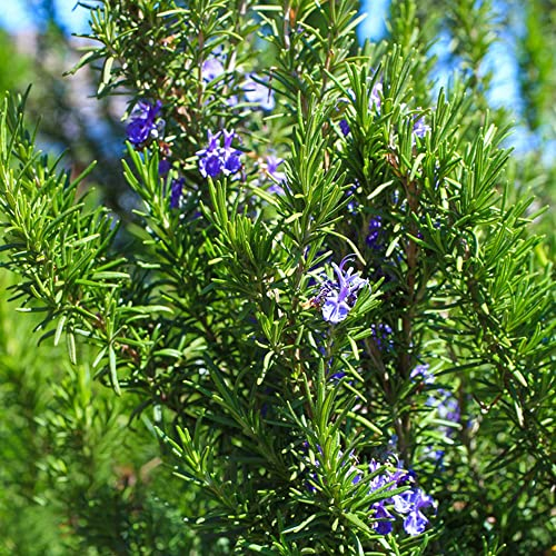Rosmarin Samen Bio - Rosmarinus Officinalis - Rosmarin Pflanzen - Winterharte Pflanzen Im Garten Oder Im Topf, Rosmarin Pflanzen Hängend Samen Kräuter, Balkonpflanzen Winterhart, Garten 400 Stück